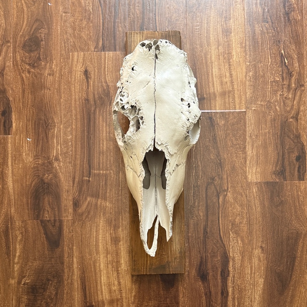 Real vintage cow skull wall decor